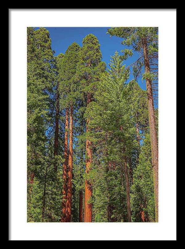 Mariposa Grove Wawona California - Framed Print