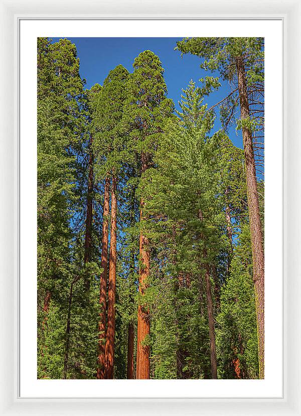 Mariposa Grove Wawona California - Framed Print