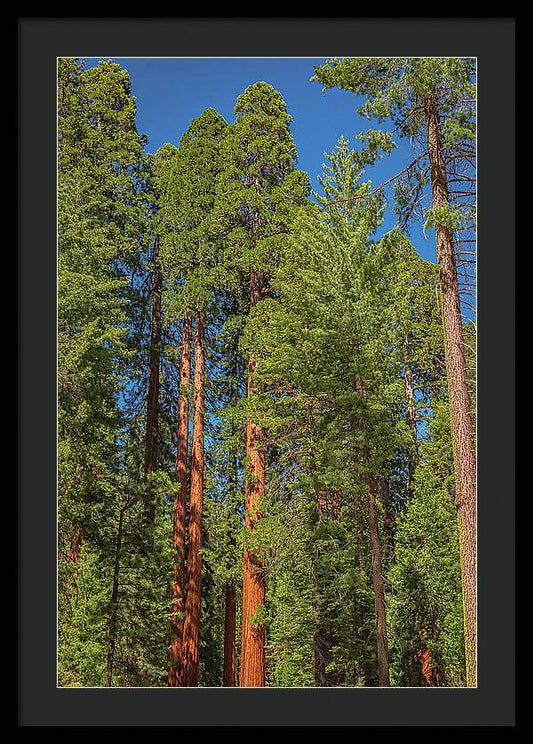 Mariposa Grove Wawona California - Framed Print
