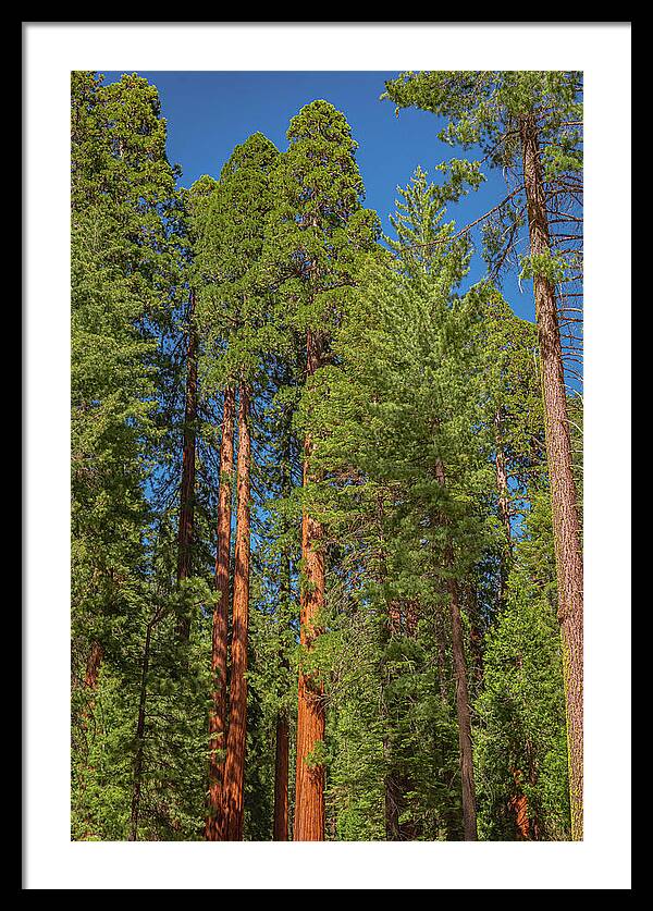 Mariposa Grove Wawona California - Framed Print