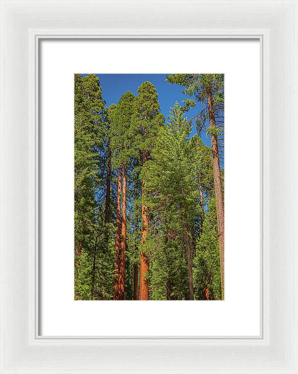 Mariposa Grove Wawona California - Framed Print
