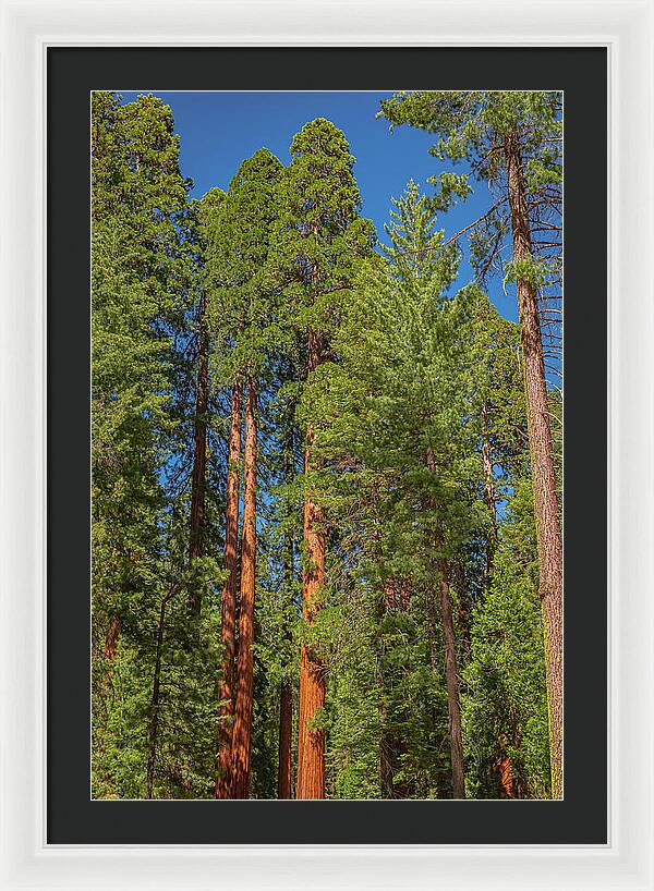 Mariposa Grove Wawona California - Framed Print
