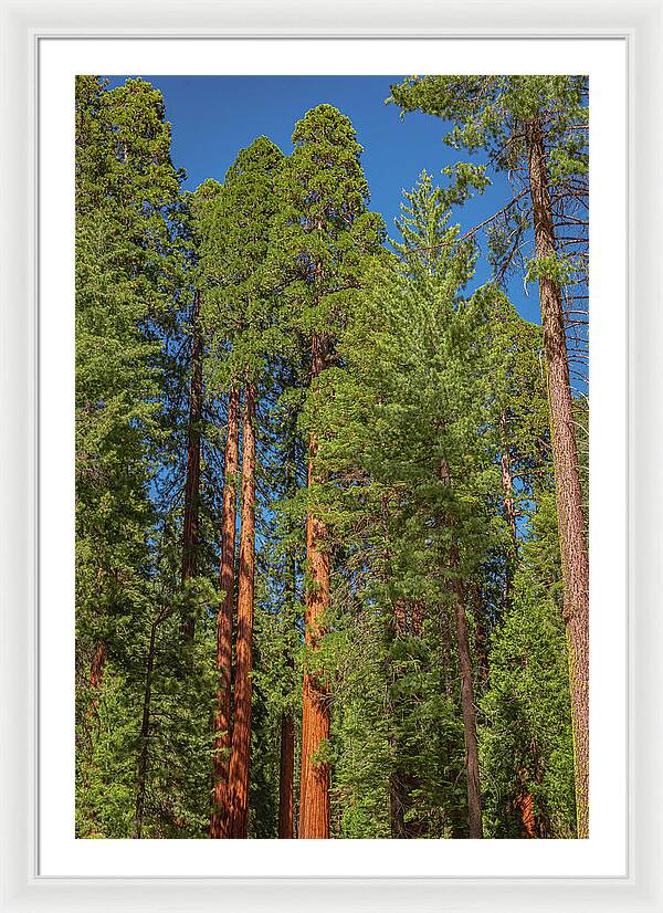 Mariposa Grove Wawona California - Framed Print