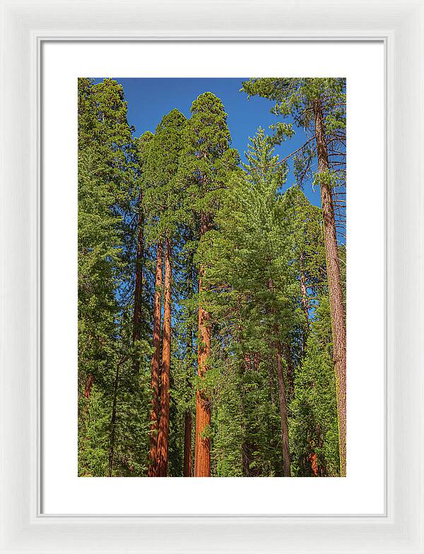 Mariposa Grove Wawona California - Framed Print
