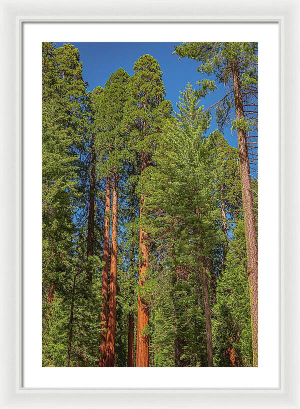 Mariposa Grove Wawona California - Framed Print