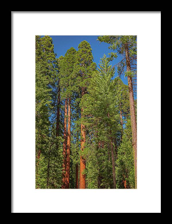 Mariposa Grove Wawona California - Framed Print