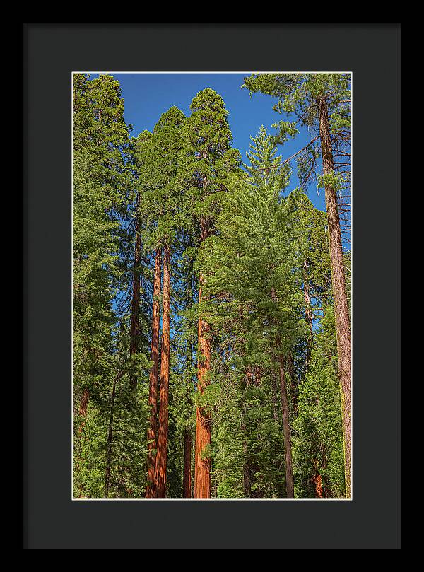 Mariposa Grove Wawona California - Framed Print