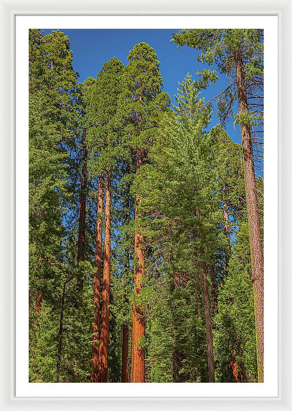 Mariposa Grove Wawona California - Framed Print