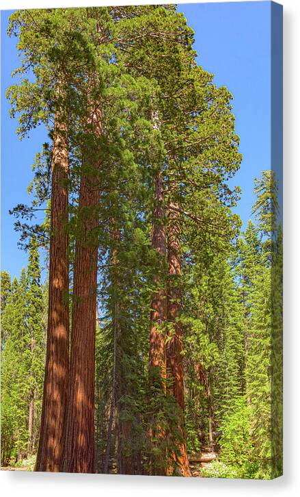 Natural Sequoias at Mariposa Grove - Canvas Print