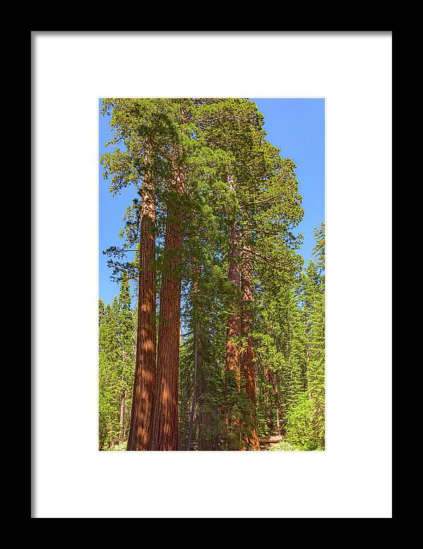 Natural Sequoias at Mariposa Grove - Framed Print