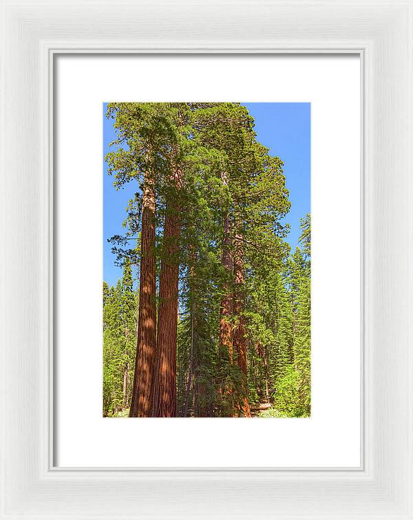 Natural Sequoias at Mariposa Grove - Framed Print