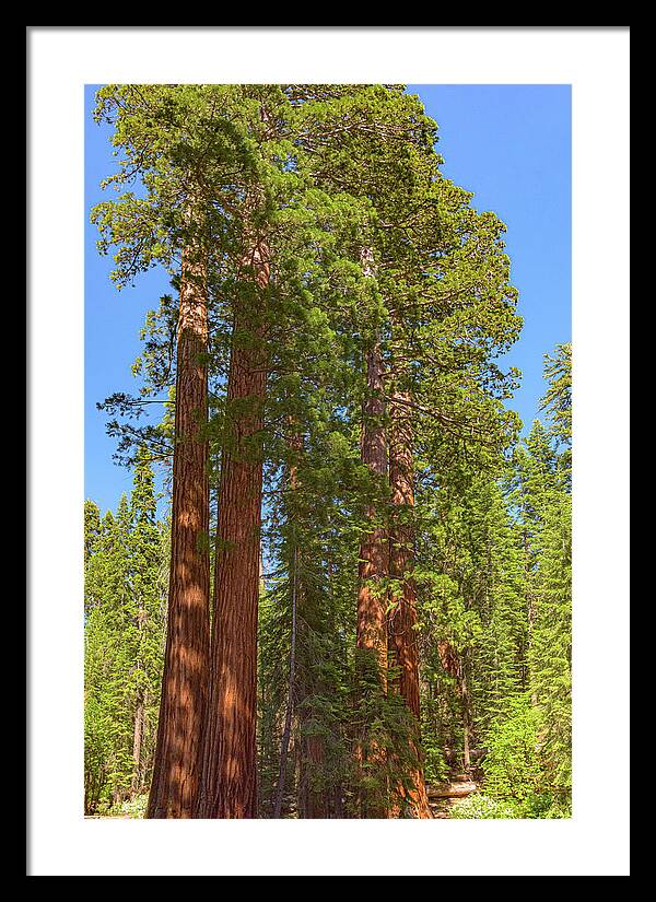 Natural Sequoias at Mariposa Grove - Framed Print