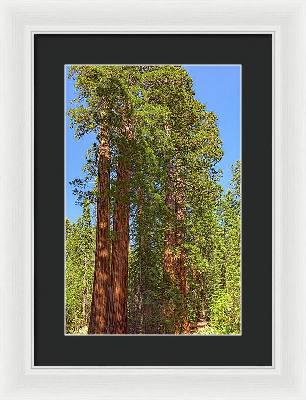 Natural Sequoias at Mariposa Grove - Framed Print