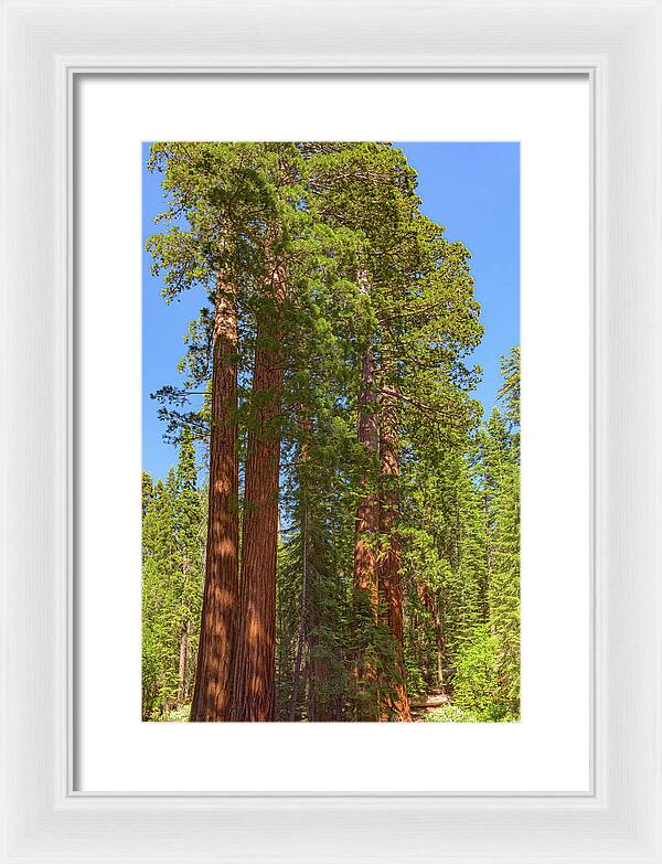 Natural Sequoias at Mariposa Grove - Framed Print