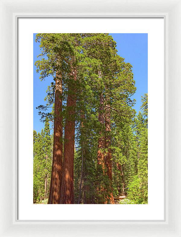 Natural Sequoias at Mariposa Grove - Framed Print