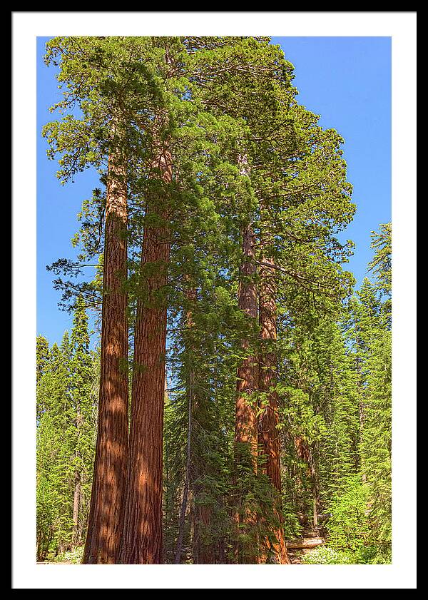 Natural Sequoias at Mariposa Grove - Framed Print