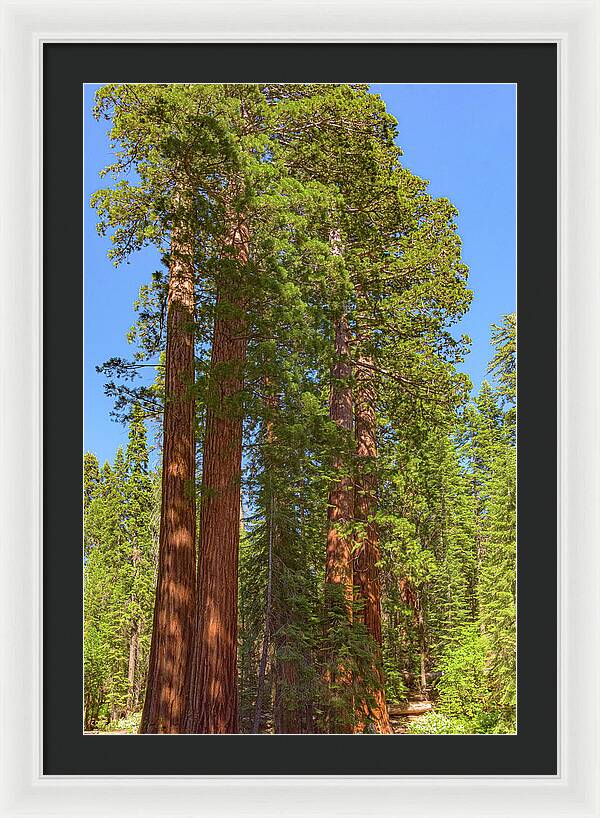 Natural Sequoias at Mariposa Grove - Framed Print