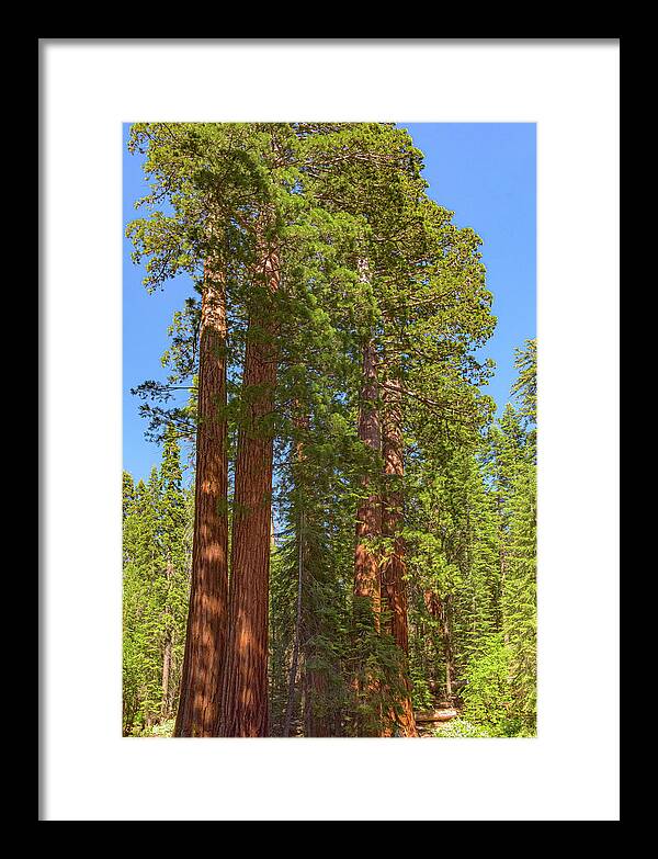 Natural Sequoias at Mariposa Grove - Framed Print