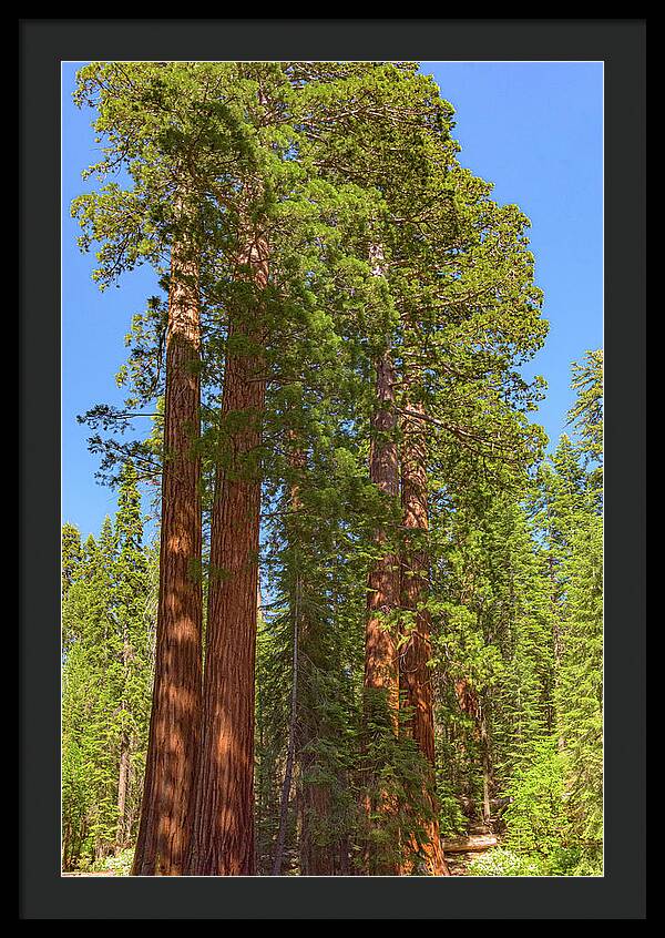 Natural Sequoias at Mariposa Grove - Framed Print