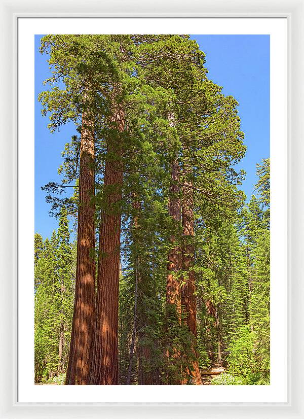Natural Sequoias at Mariposa Grove - Framed Print