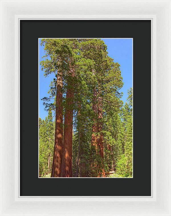 Natural Sequoias at Mariposa Grove - Framed Print