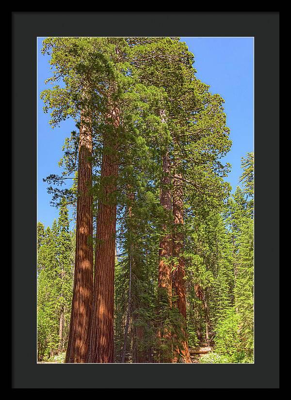 Natural Sequoias at Mariposa Grove - Framed Print