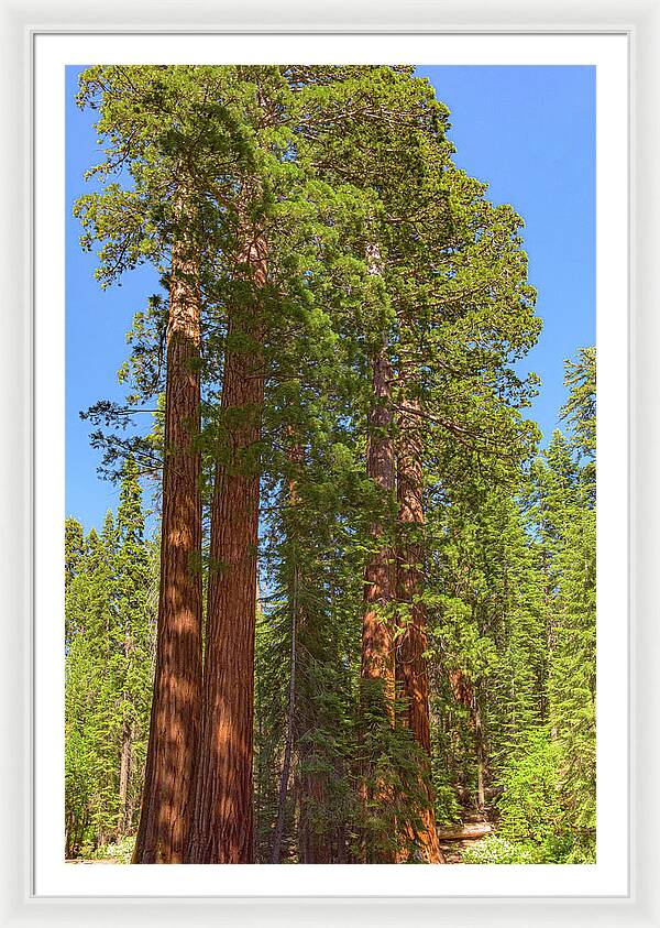Natural Sequoias at Mariposa Grove - Framed Print