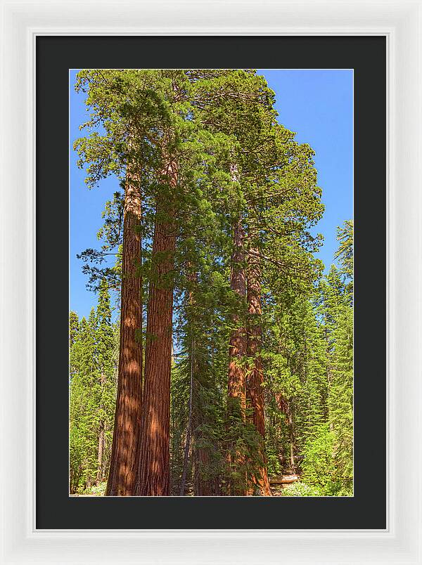Natural Sequoias at Mariposa Grove - Framed Print