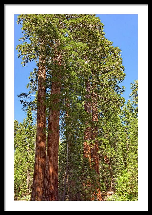 Natural Sequoias at Mariposa Grove - Framed Print