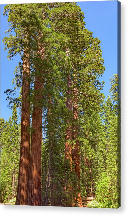 Natural Sequoias at Mariposa Grove - Acrylic Print
