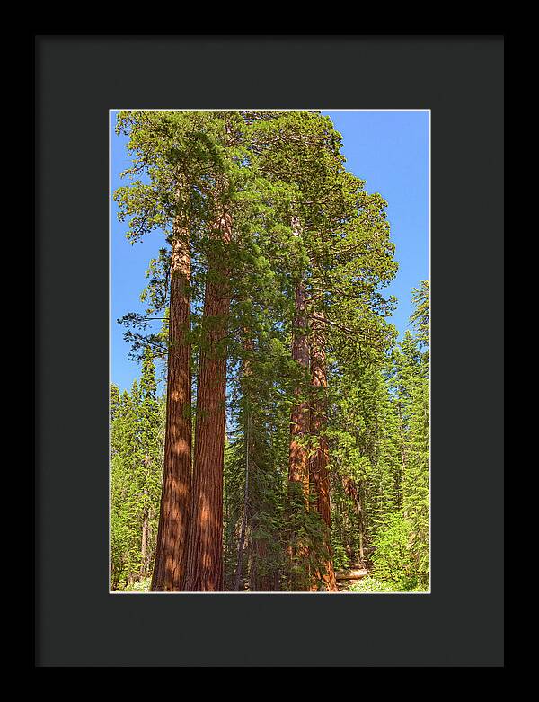 Natural Sequoias at Mariposa Grove - Framed Print