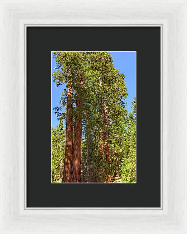 Natural Sequoias at Mariposa Grove - Framed Print