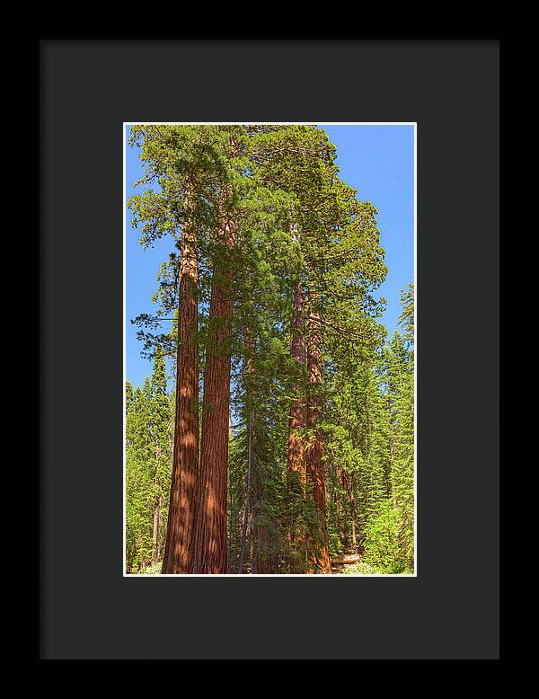 Natural Sequoias at Mariposa Grove - Framed Print