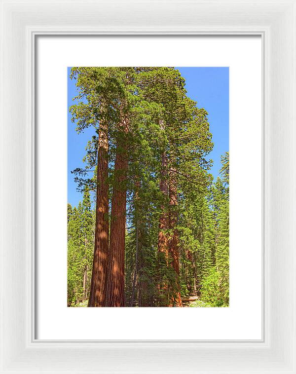 Natural Sequoias at Mariposa Grove - Framed Print