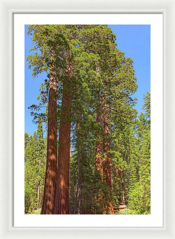 Natural Sequoias at Mariposa Grove - Framed Print