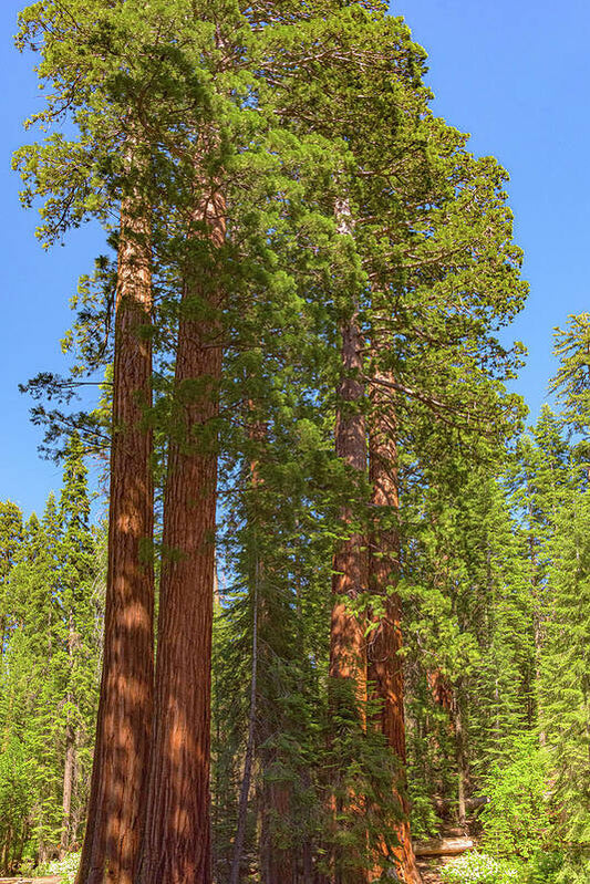 Natural Sequoias at Mariposa Grove - Art Print