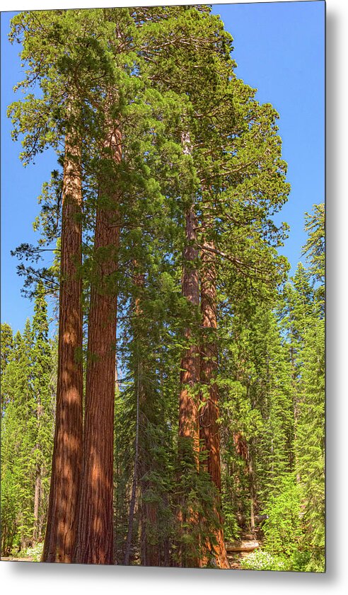 Natural Sequoias at Mariposa Grove - Metal Print