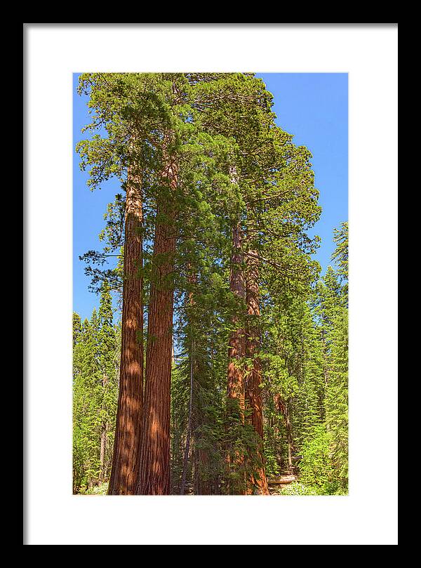 Natural Sequoias at Mariposa Grove - Framed Print