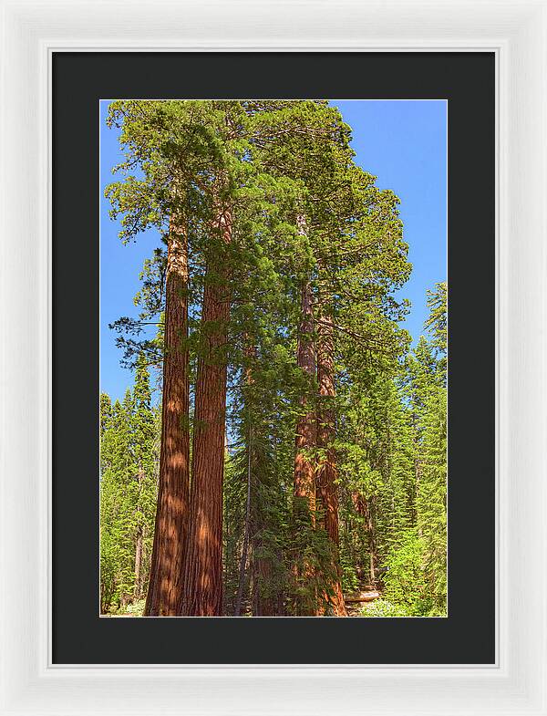 Natural Sequoias at Mariposa Grove - Framed Print