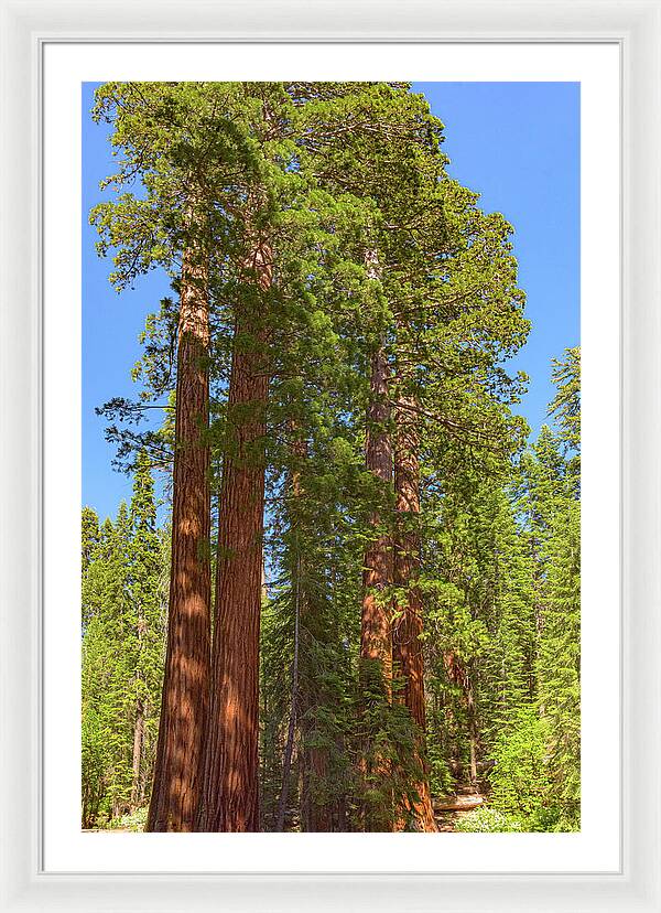 Natural Sequoias at Mariposa Grove - Framed Print