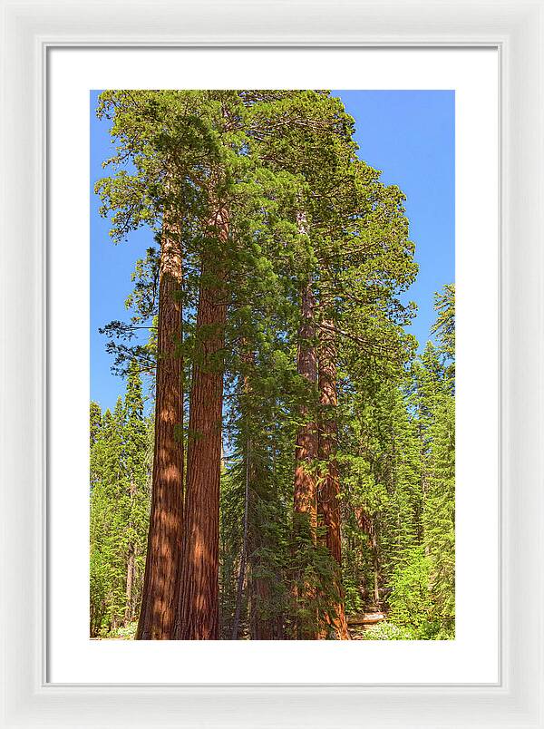 Natural Sequoias at Mariposa Grove - Framed Print