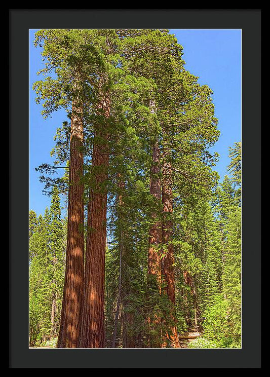 Natural Sequoias at Mariposa Grove - Framed Print