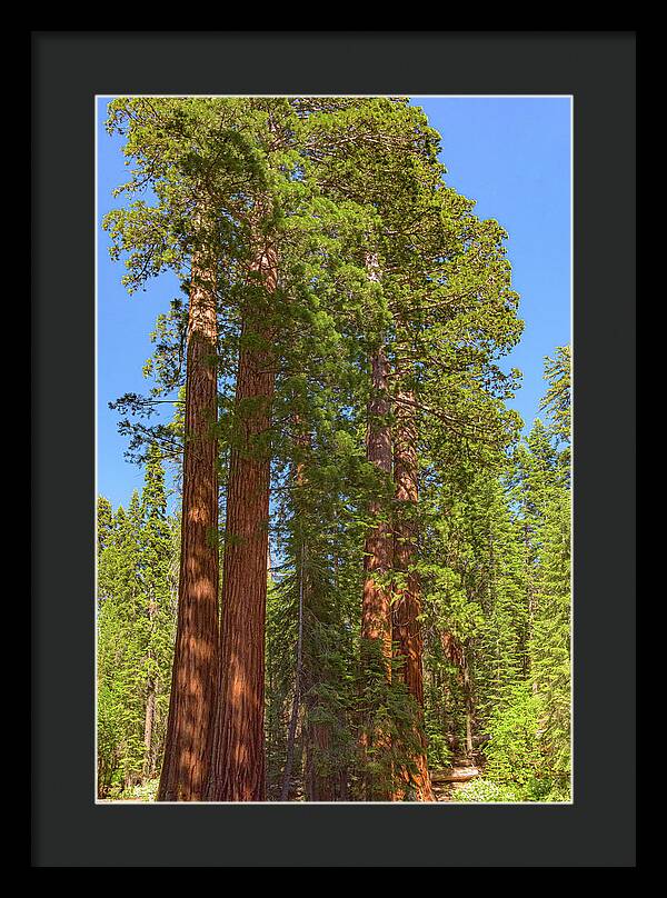 Natural Sequoias at Mariposa Grove - Framed Print