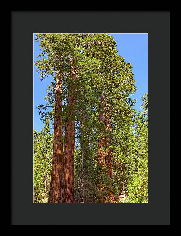 Natural Sequoias at Mariposa Grove - Framed Print