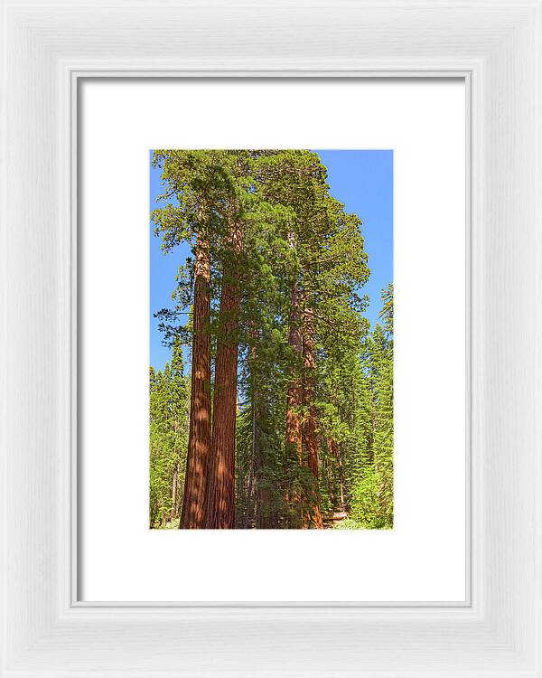Natural Sequoias at Mariposa Grove - Framed Print