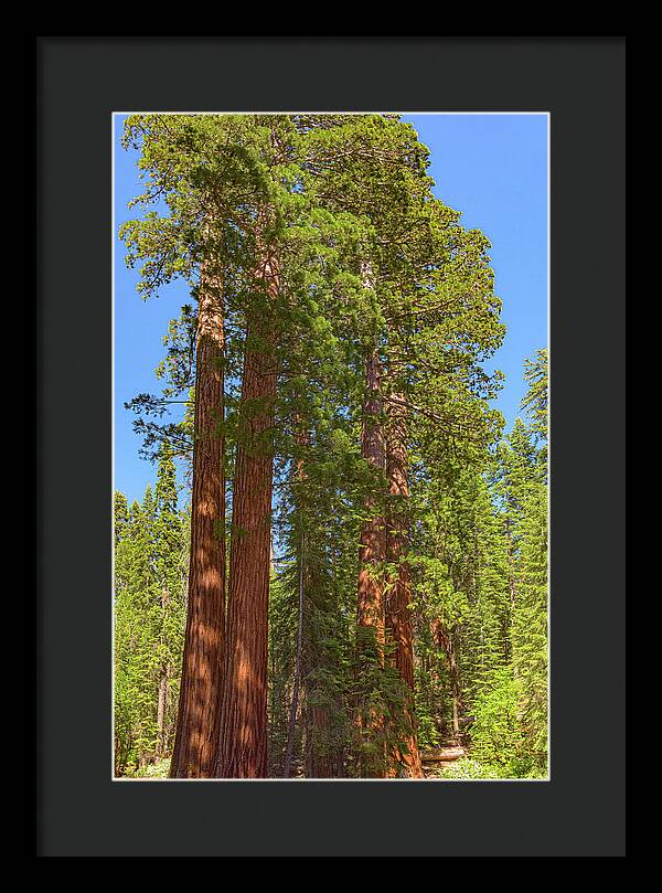 Natural Sequoias at Mariposa Grove - Framed Print