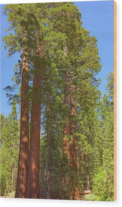 Natural Sequoias at Mariposa Grove - Wood Print