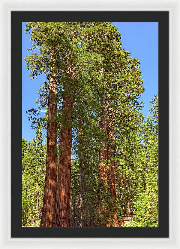 Natural Sequoias at Mariposa Grove - Framed Print