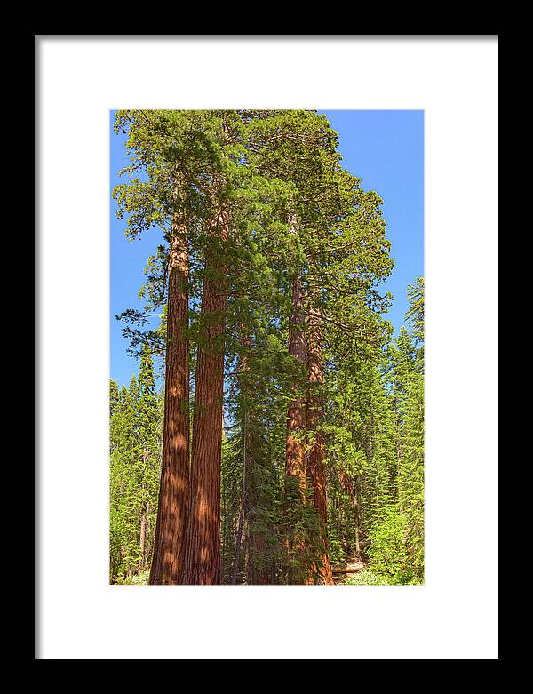 Natural Sequoias at Mariposa Grove - Framed Print