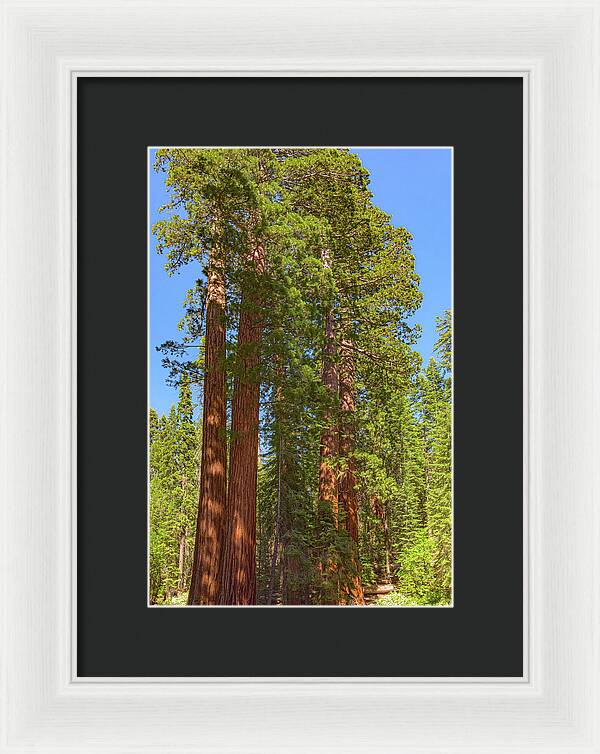 Natural Sequoias at Mariposa Grove - Framed Print